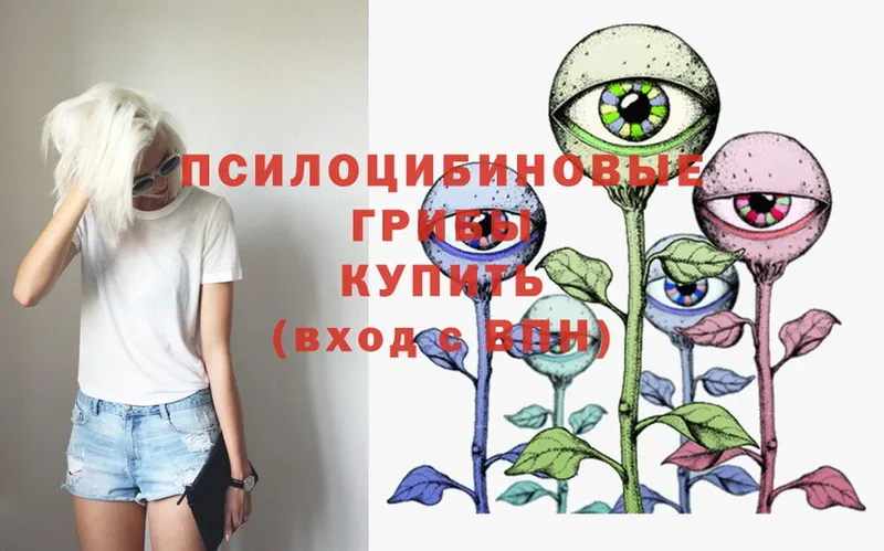 shop Telegram  Химки  Псилоцибиновые грибы Psilocybine cubensis  как найти  